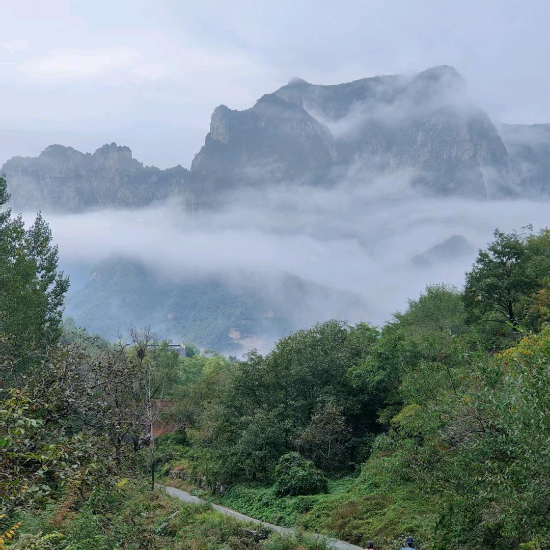 向阳花