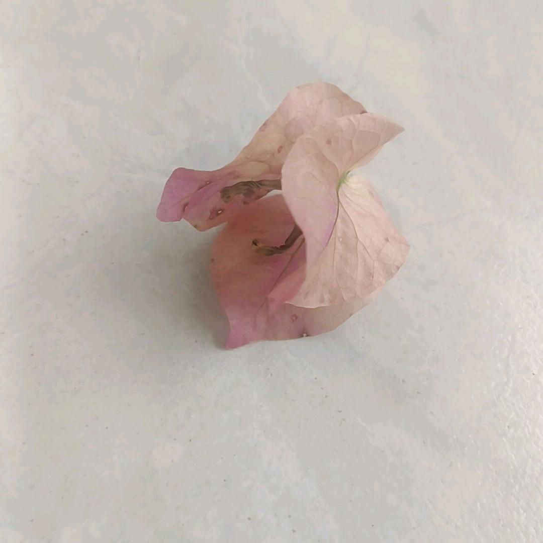 小栗子