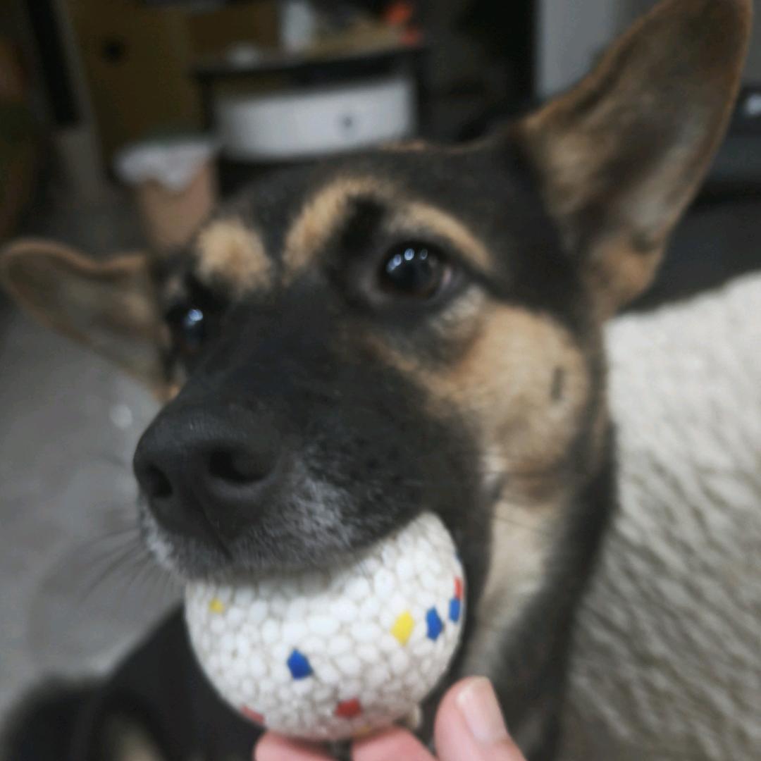 狗子巴菲