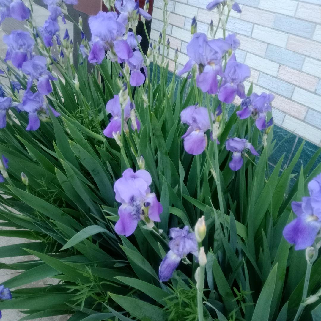 花园人
