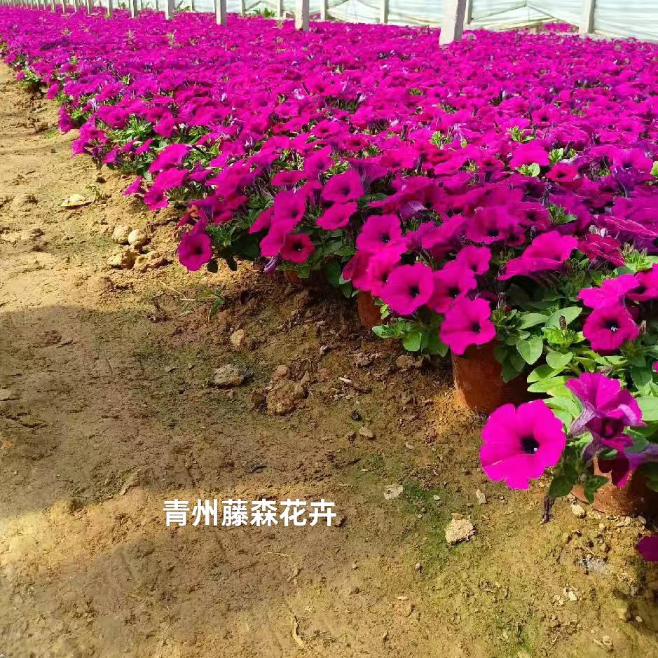 青州绿篱种植销售(藤森花卉苗木)