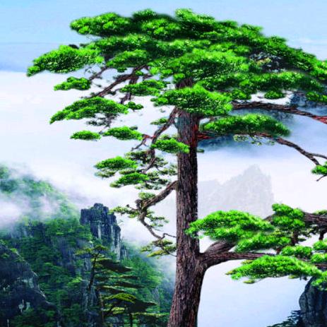 🌲松柏🌲