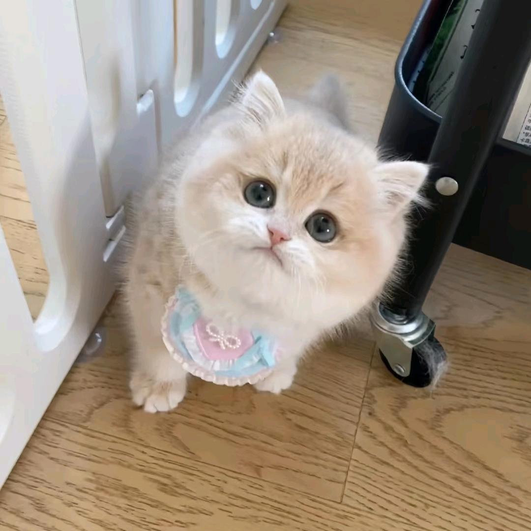 萌宠猫猫🐱猫舍