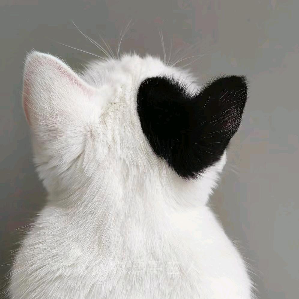 吱 欧 周