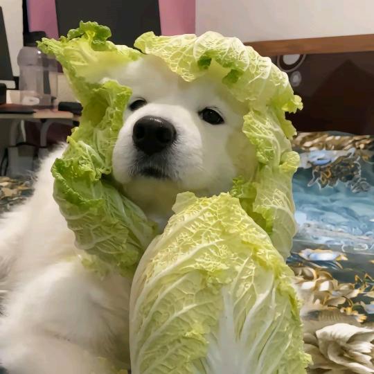 慎么头像