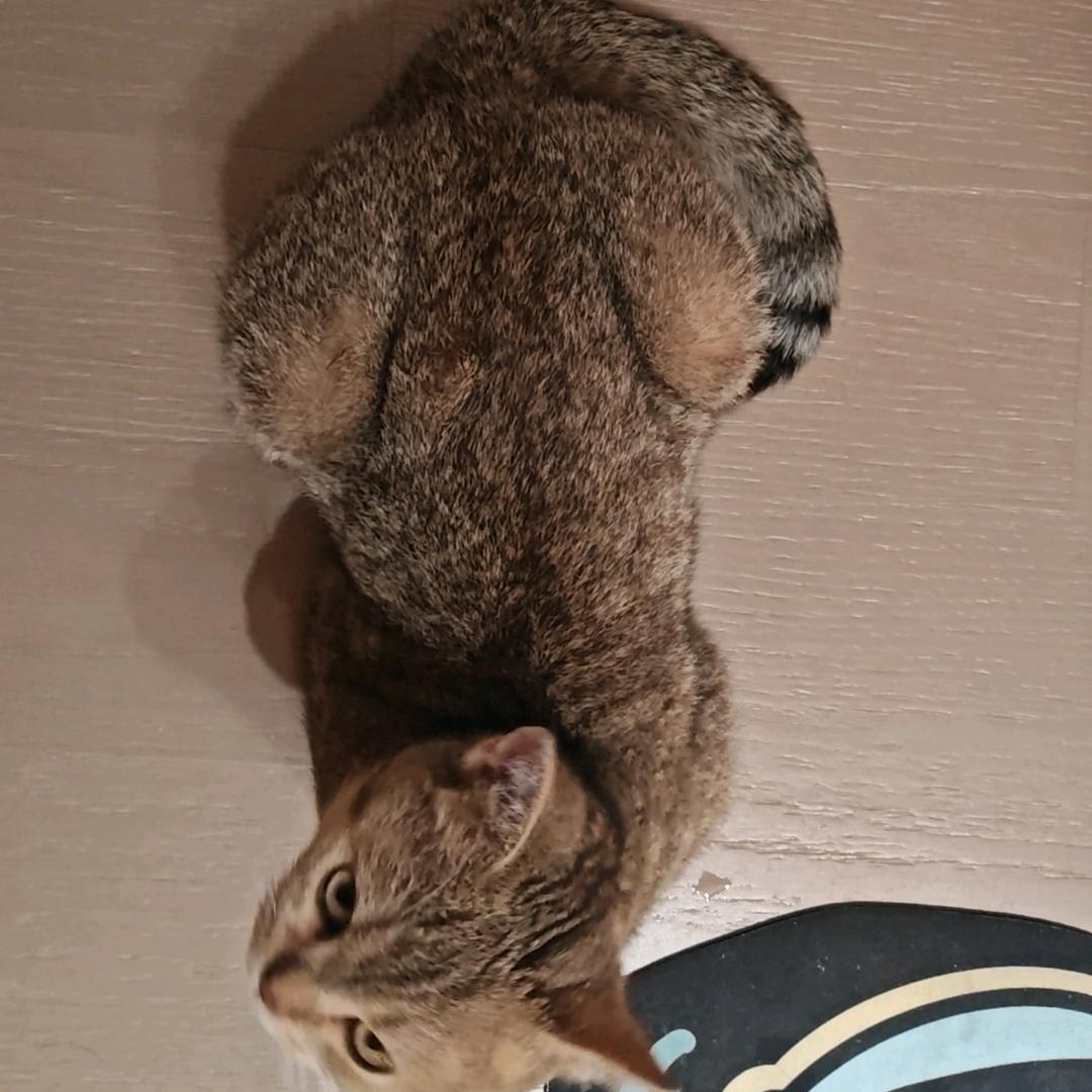 野猪🐗蹄子