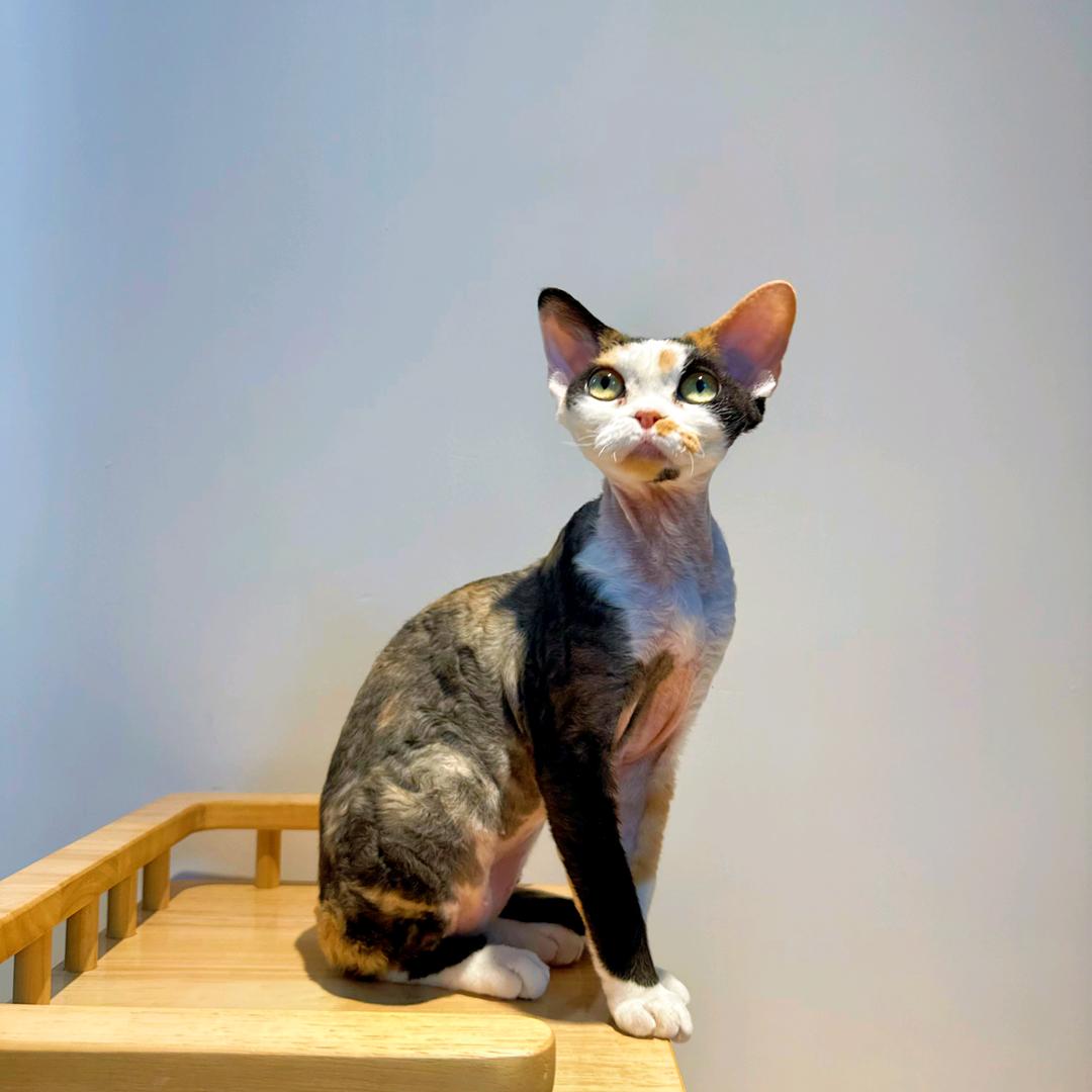 奇迹德文卷毛猫