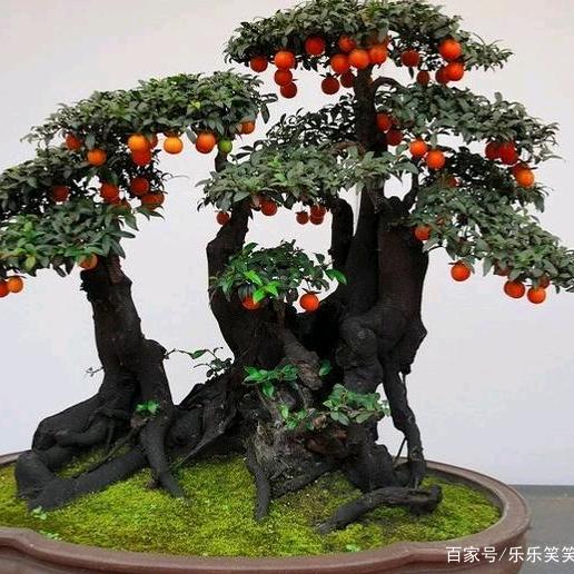 掏掏弹玩（）