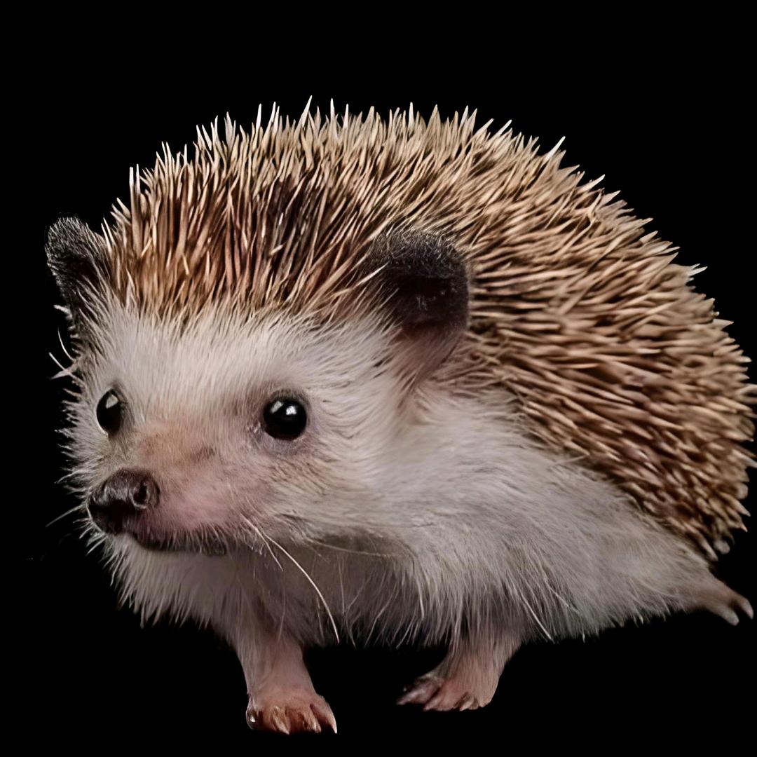 刺猬