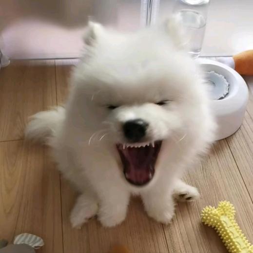 可否我小甜甜