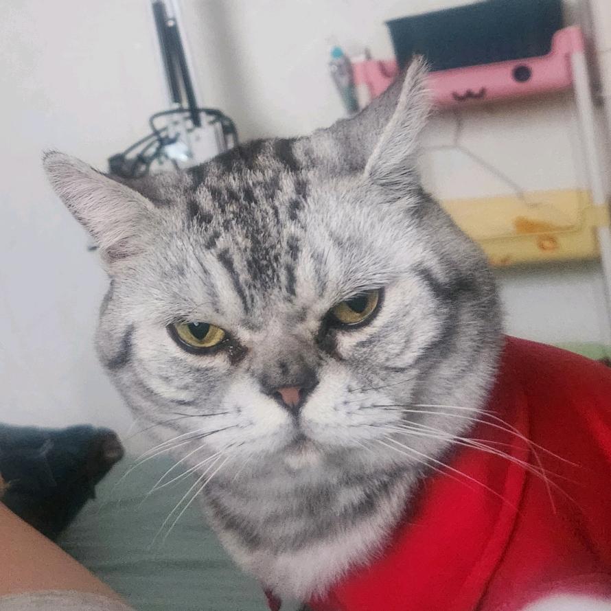 汤圆、溜溜圆😙❤️