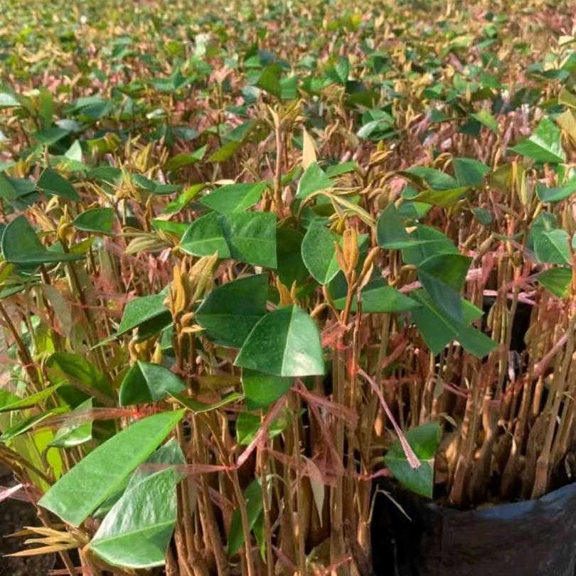 绿资源生态果苗