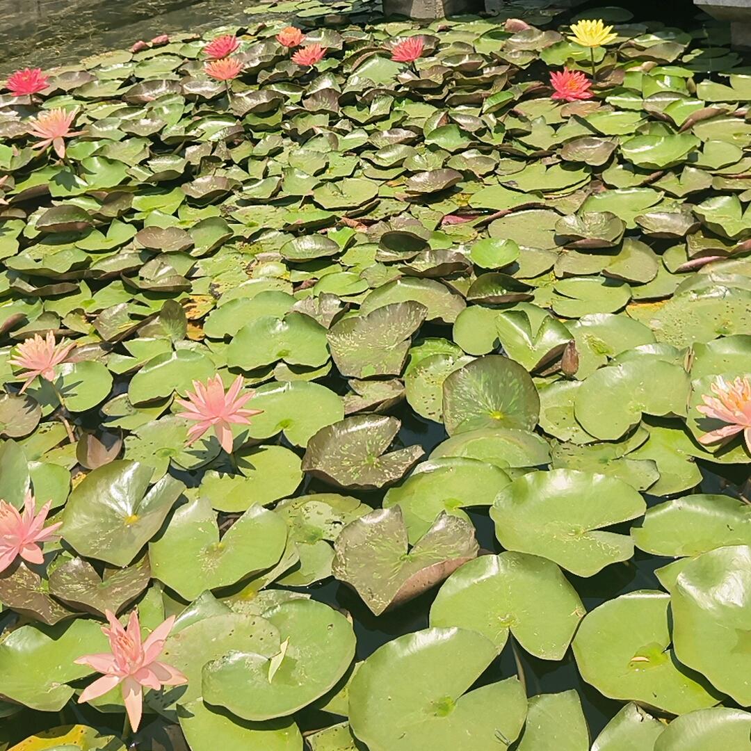 封心锁爱