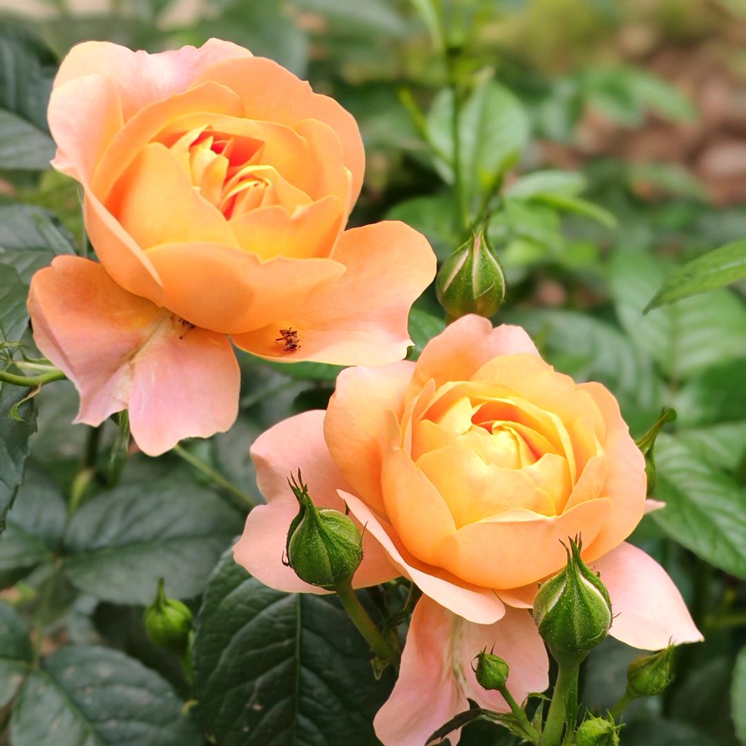 海燕（玉米姐）