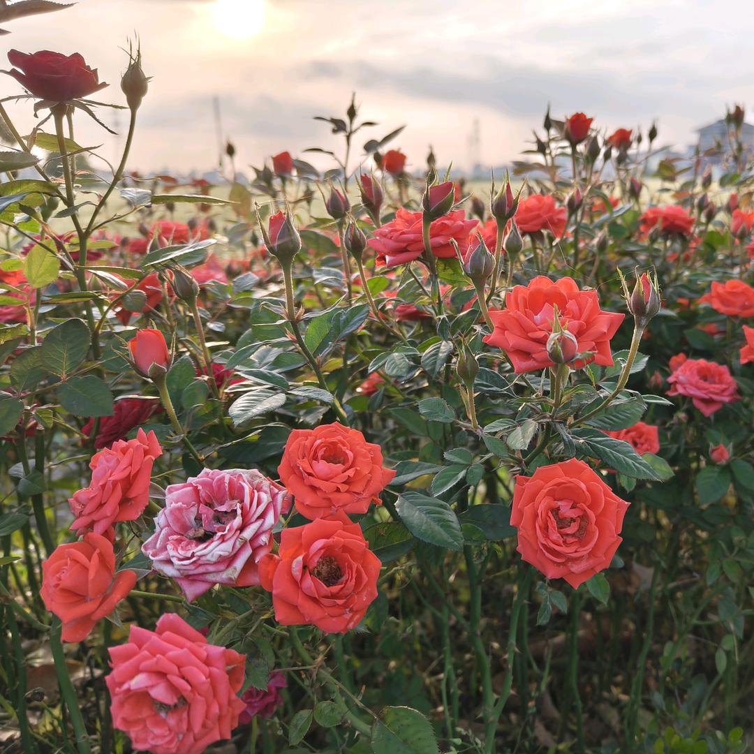 倾城时光里的90后