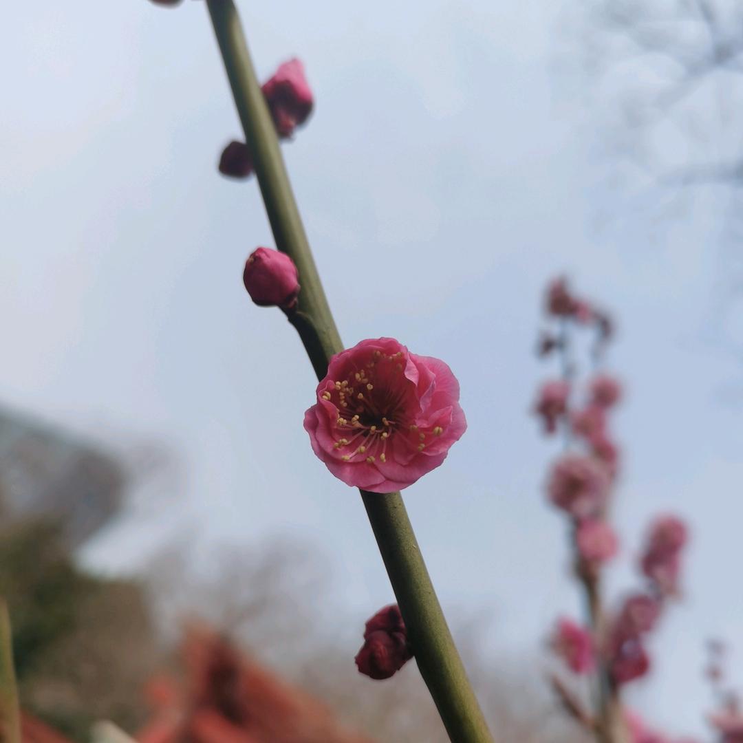月如意