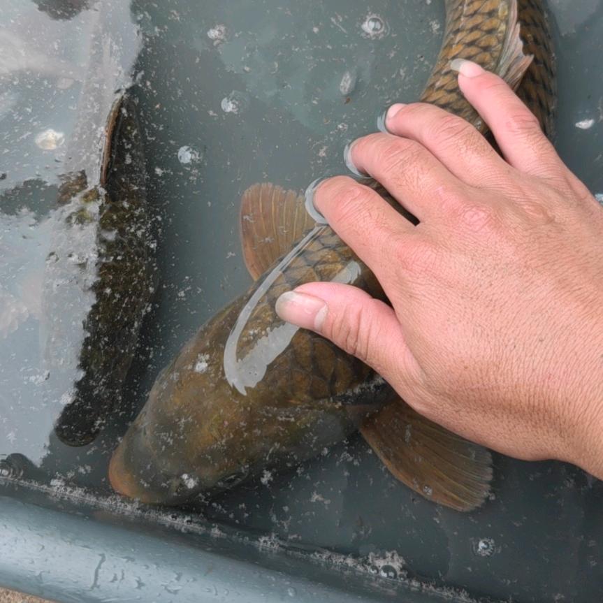 西沿兴老李垂钓园