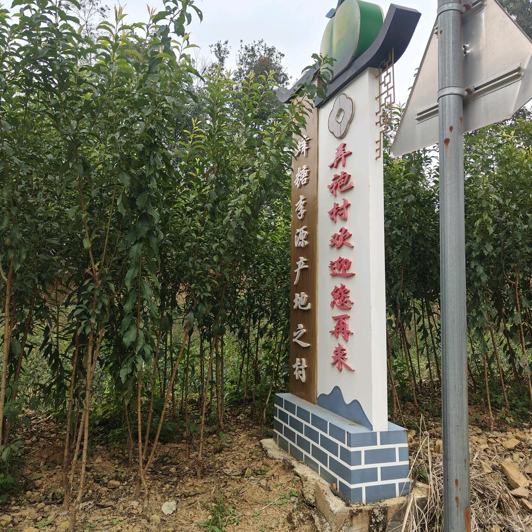 优质蜂糖李苗出售—小陈