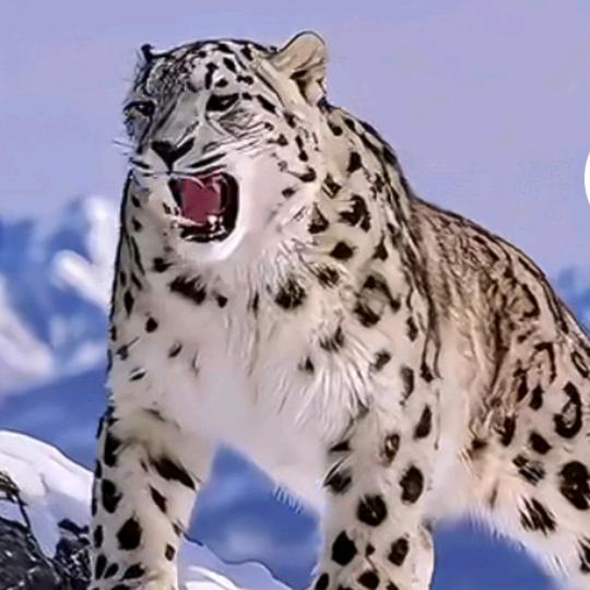 🇨🇳雪豹