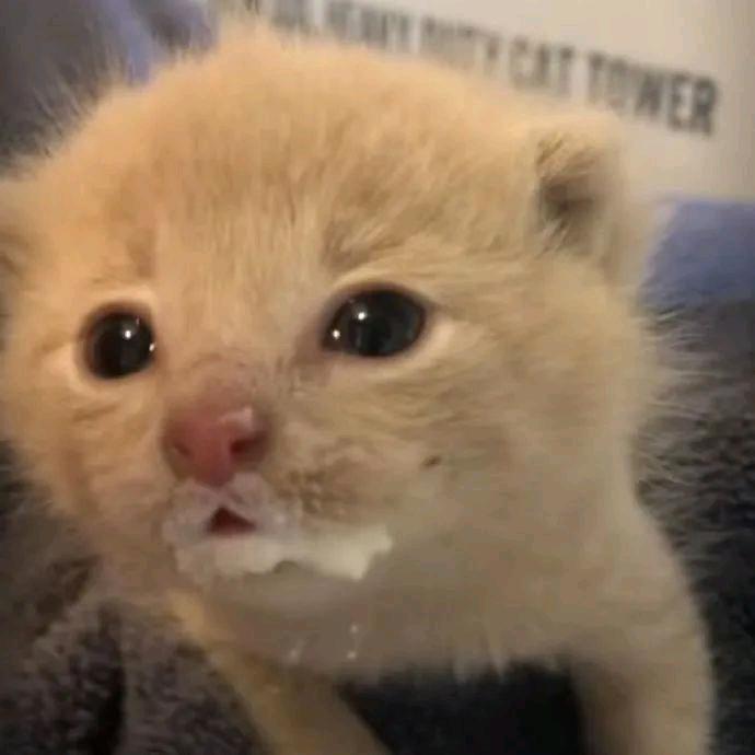 小珈爱喝养乐多💛