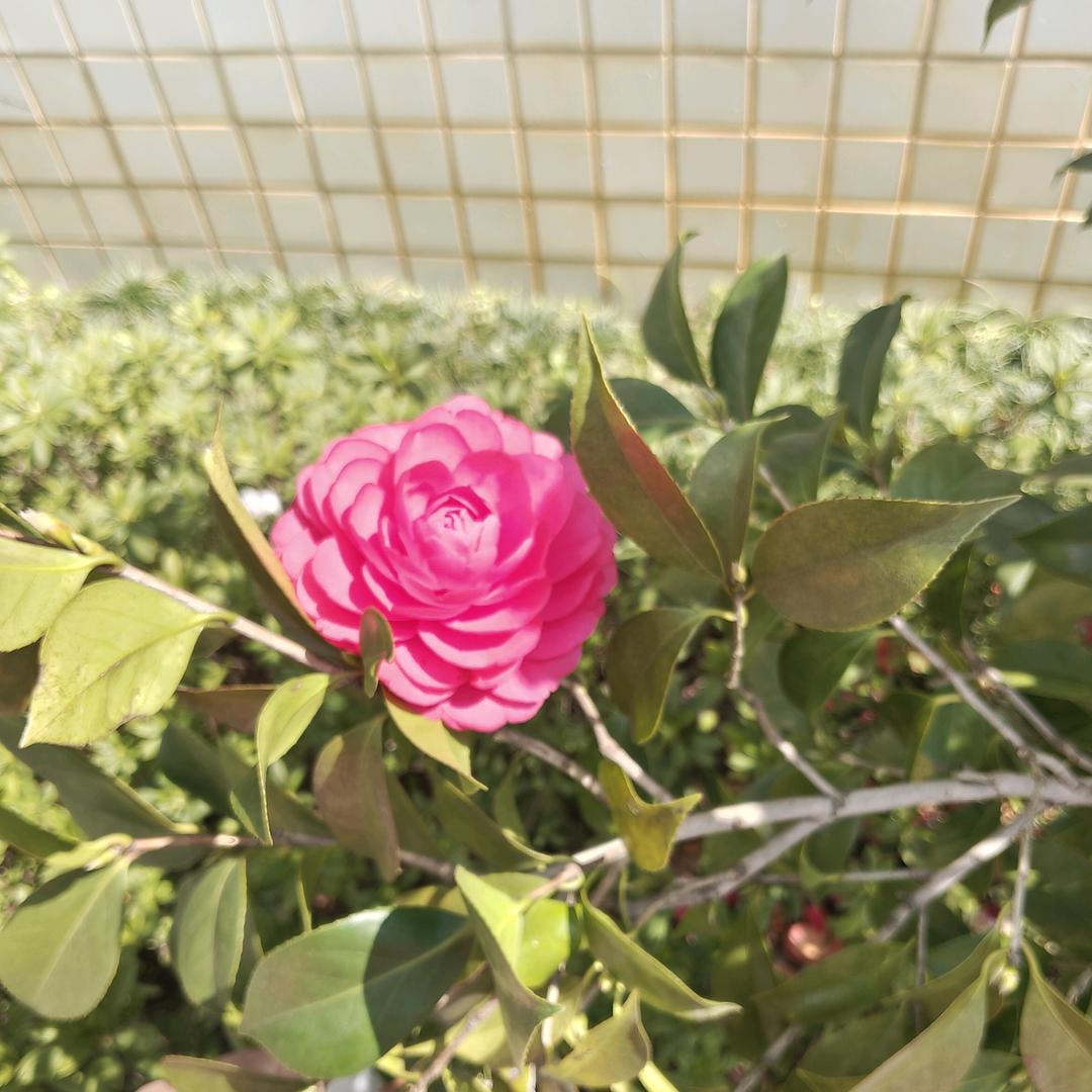 心如止水
