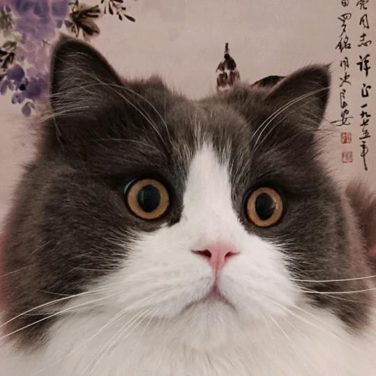 满满是只猫