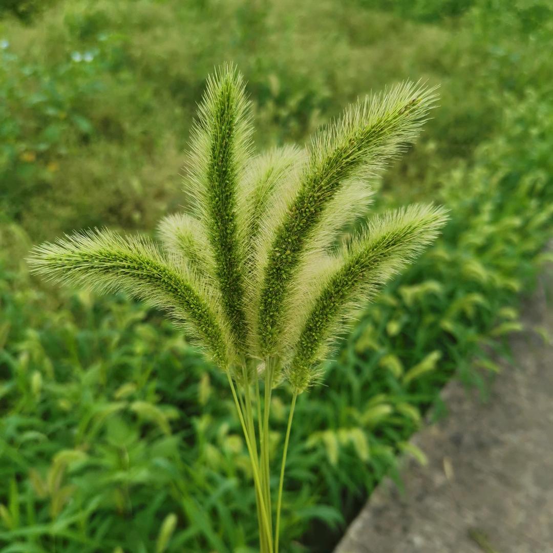 梨子