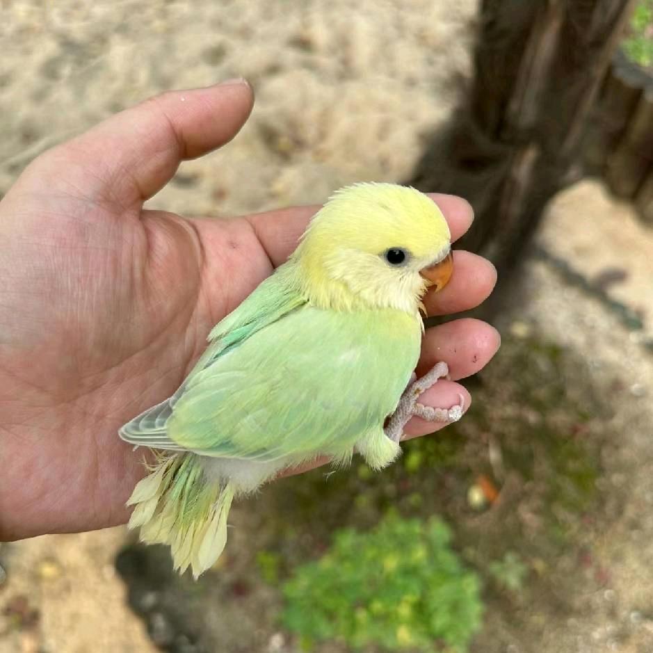 养了个牡丹鹦鹉