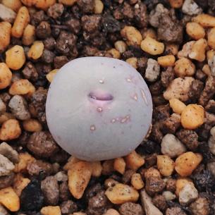 哈基米(„ಡωಡ„)栓Q