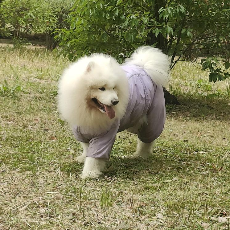 维斯royal头像