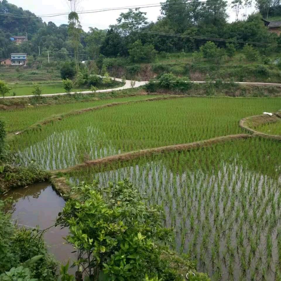 农民哥