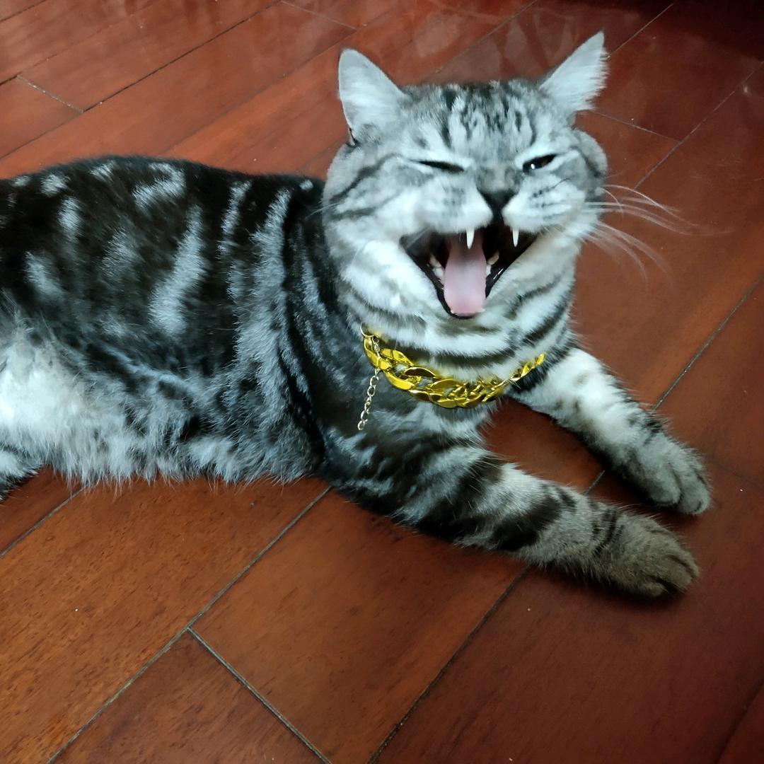 🐱招财子🐱(涨粉中)