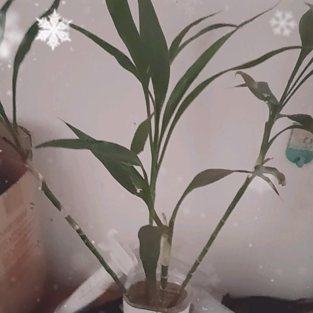 日照光明