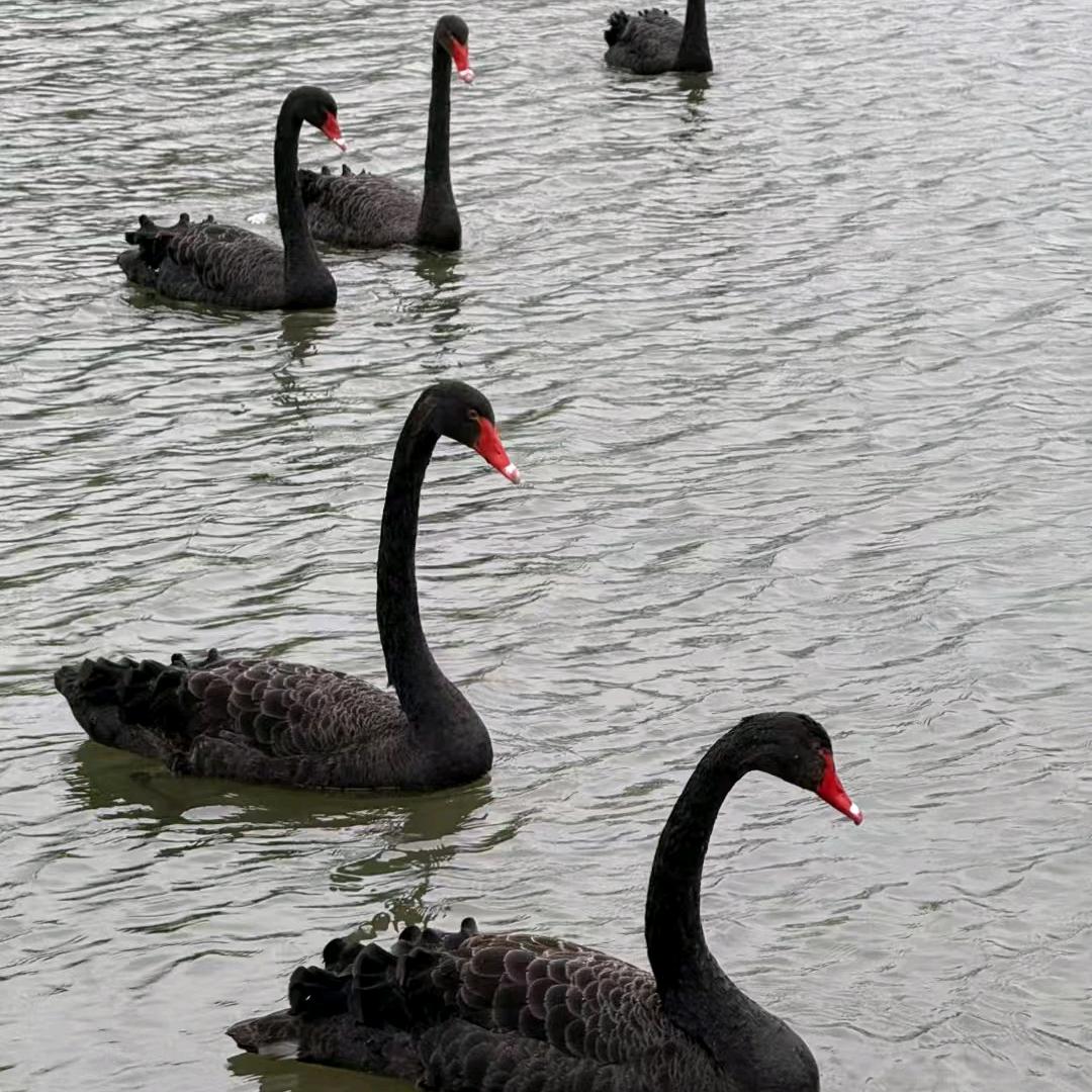 佛缘念慈--禅缘