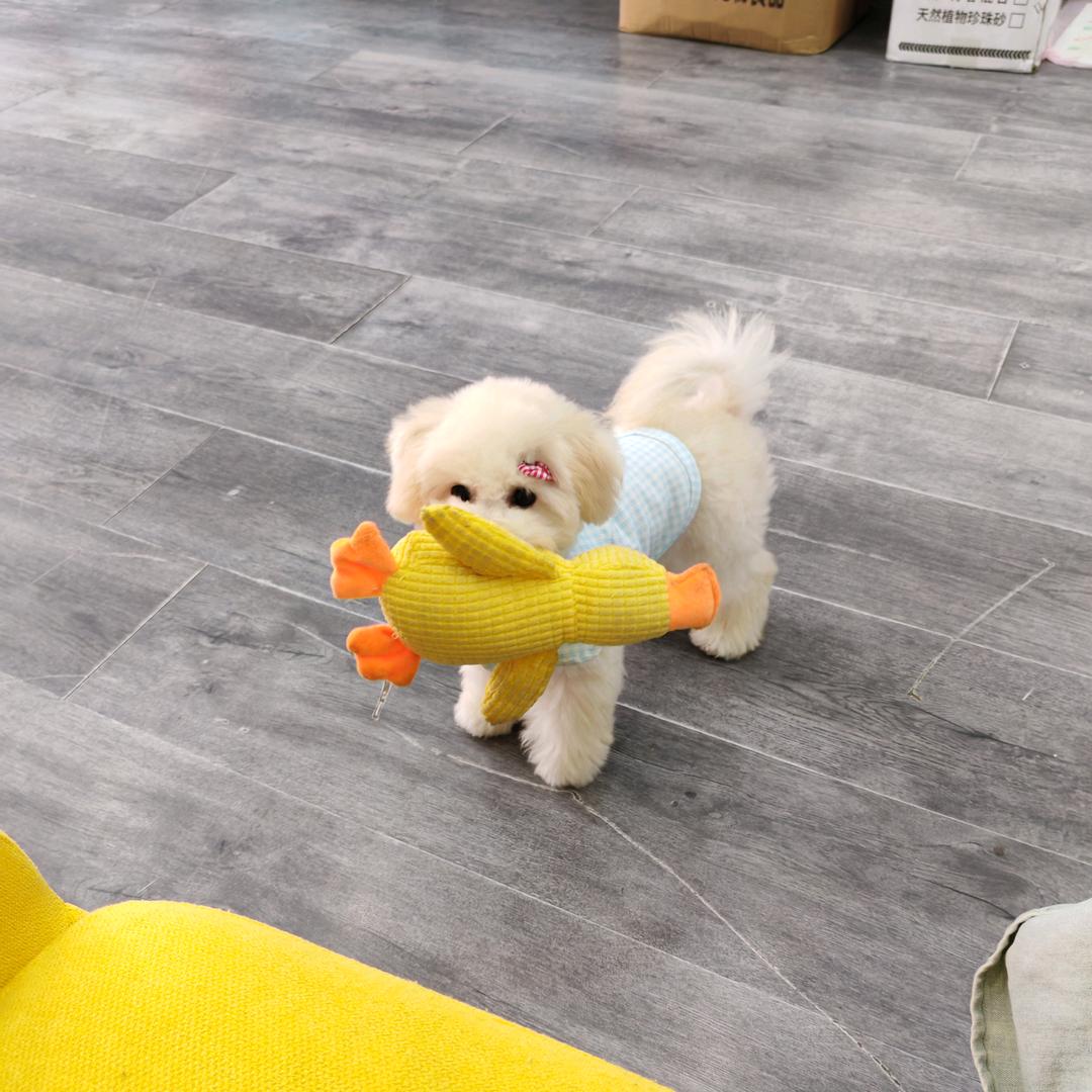 糖宝不是糖