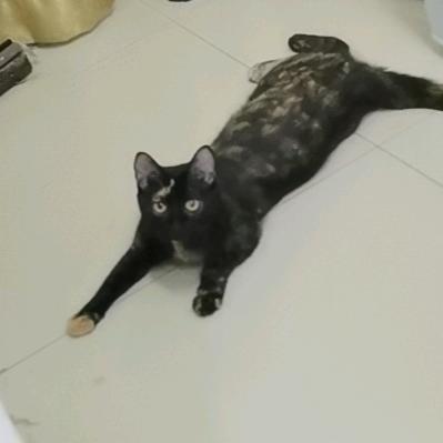 椰椰