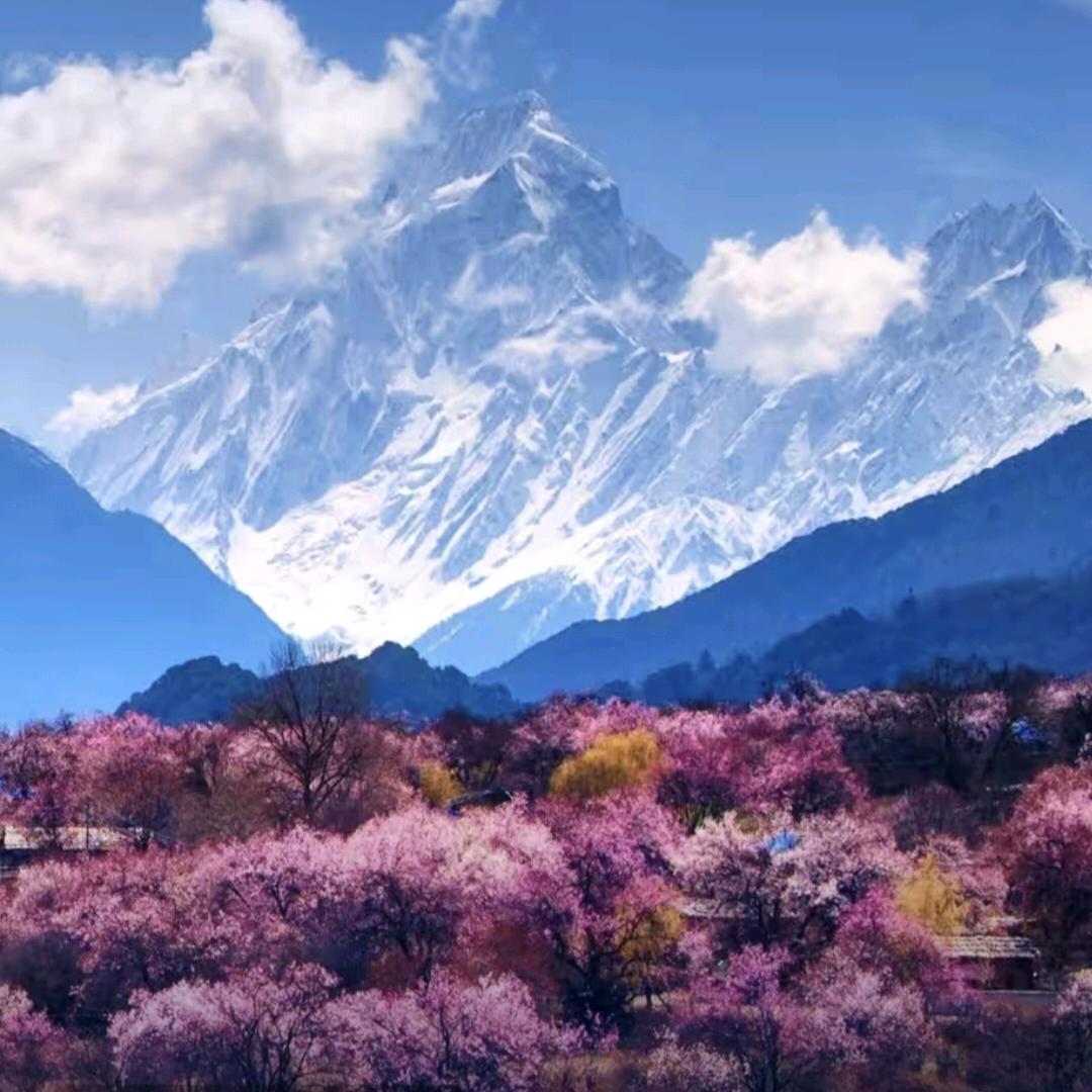唯一（专业点赞）
