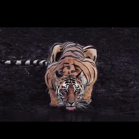 ༼ མེ་སྟག ༽