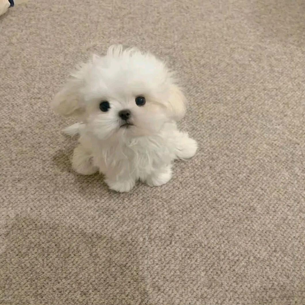 QAQ