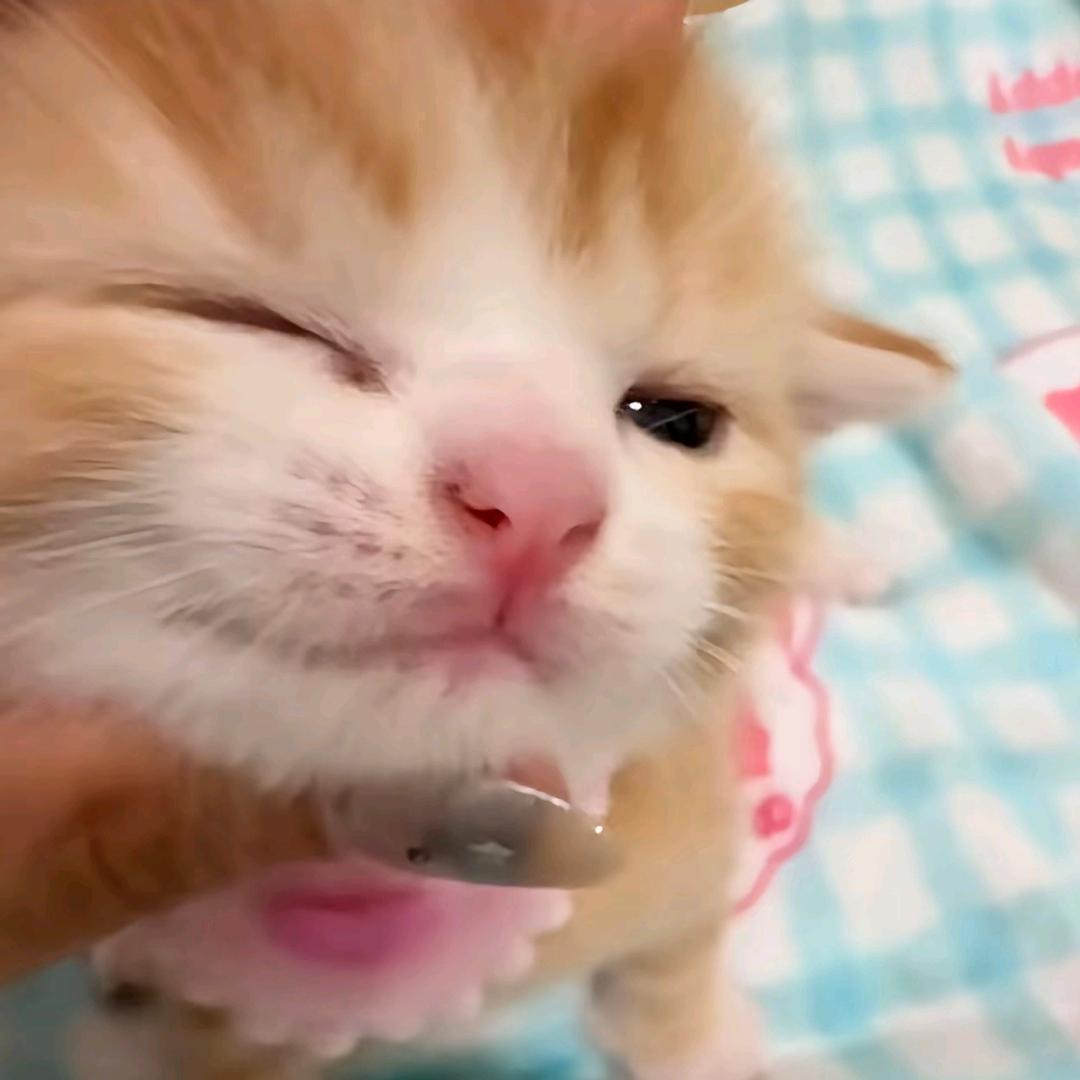 帅气高冷被阉小公猪
