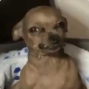 小猪包