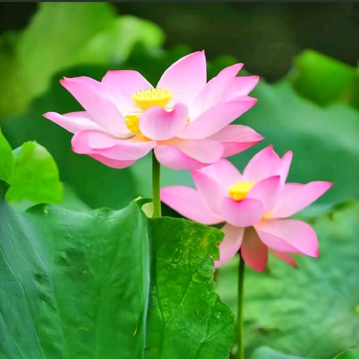 潇洒人生🌹🌷💐