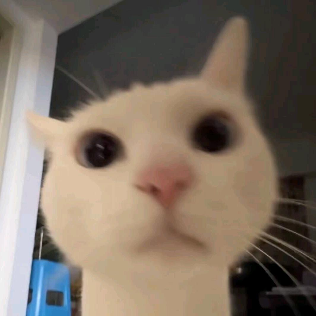 秋刀鱼的馋嘴小猫