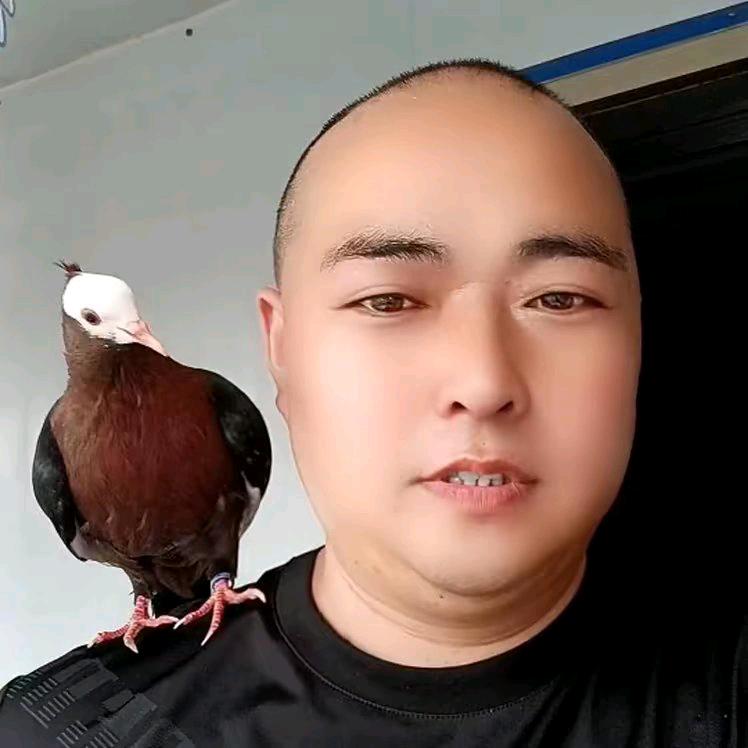 云龙观赏鸽