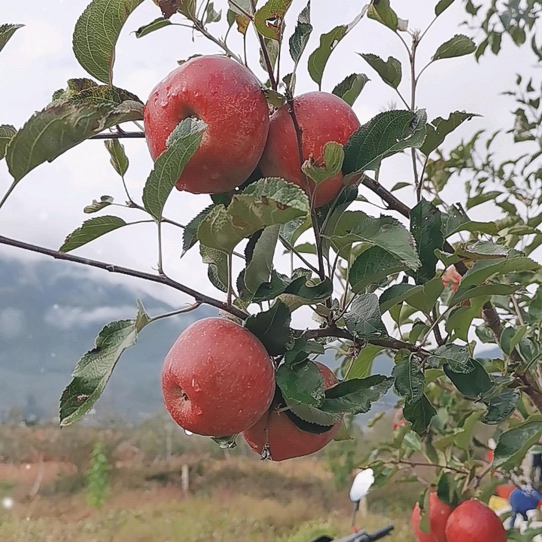 小卫果业