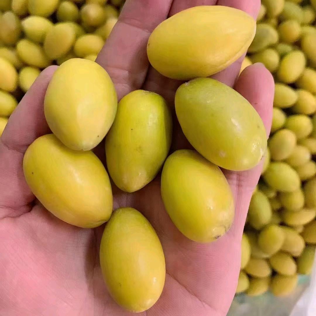 金灶）细弟