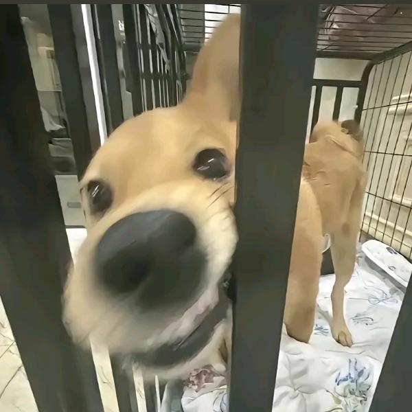 扶老爷爷翻栏杆