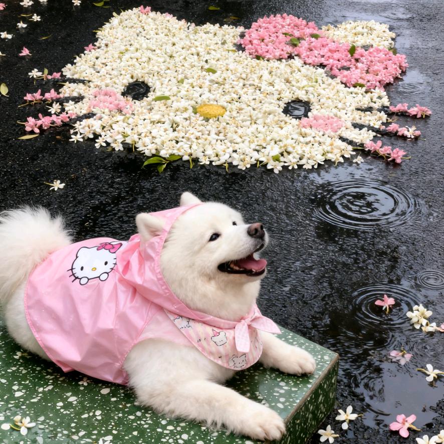 奶黄包