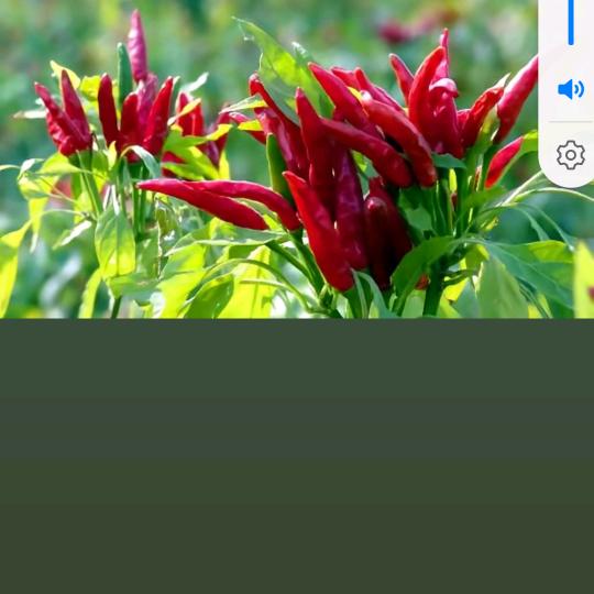 一只可爱的小辣椒🌶