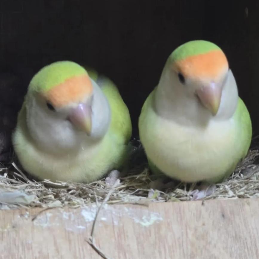 悠悠优选萌宠